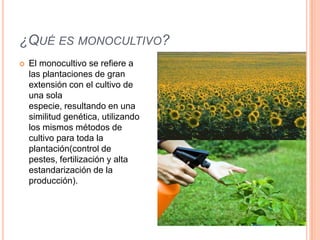 ¿QUÉ ES MONOCULTIVO?
 El monocultivo se refiere a
las plantaciones de gran
extensión con el cultivo de
una sola
especie, resultando en una
similitud genética, utilizando
los mismos métodos de
cultivo para toda la
plantación(control de
pestes, fertilización y alta
estandarización de la
producción).
 