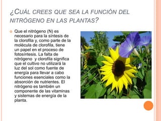 ¿CUÁL CREES QUE SEA LA FUNCIÓN DEL
NITRÓGENO EN LAS PLANTAS?
 Que el nitrógeno (N) es
necesario para la síntesis de
la clorofila y, como parte de la
molécula de clorofila, tiene
un papel en el proceso de
fotosíntesis. La falta de
nitrógeno y clorofila significa
que el cultivo no utilizará la
luz del sol como fuente de
energía para llevar a cabo
funciones esenciales como la
absorción de nutrientes. El
nitrógeno es también un
componente de las vitaminas
y sistemas de energía de la
planta.
 