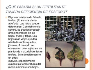 ¿QUÉ PASARÍA SI UN FERTILIZANTE
TUVIERA DEFICIENCIA DE FOSFORO?
 El primer síntoma de falta de
fósforo (P) es una planta
atrofiada. Las hojas pueden
deformarse. Con deficiencia
severa, se pueden producir
áreas necróticas en las
hojas, frutos y tallos. Las
hojas más viejas quedan
afectadas antes que las
jóvenes. A menudo se
observa un color rojizo en las
plantas de maíz deficientes en
fósforo. Esto también ocurre
en otros
cultivos, especialmente
cuando las temperaturas del
medio ambiente son bajas.
 
