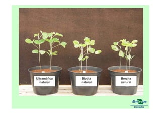 fertilizantesFertilizantes