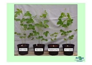 fertilizantesFertilizantes