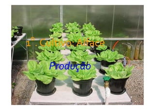 fertilizantesFertilizantes