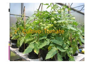 fertilizantesFertilizantes