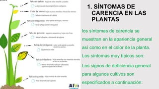1. SÍNTOMAS DE
CARENCIA EN LAS
PLANTAS
los síntomas de carencia se
muestran en la apariencia general
así como en el color de la planta.
Los síntomas muy típicos son:
Los signos de deficiencia general
para algunos cultivos son
especificados a continuación:
 