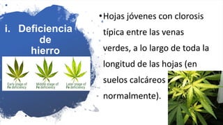 i. Deficiencia
de
hierro
•Hojas jóvenes con clorosis
típica entre las venas
verdes, a lo largo de toda la
longitud de las hojas (en
suelos calcáreos
normalmente).
 