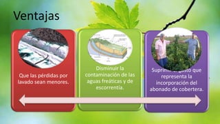 Ventajas

Que las pérdidas por
lavado sean menores.

Disminuir la
contaminación de las
aguas freáticas y de
escorrentía.

Suprimir el gasto que
representa la
incorporación del
abonado de cobertera.

 