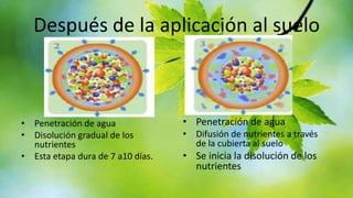 Después de la aplicación al suelo

• Penetración de agua
• Disolución gradual de los
nutrientes
• Esta etapa dura de 7 a10 días.

• Penetración de agua
• Difusión de nutrientes a través
de la cubierta al suelo

• Se inicia la disolución de los
nutrientes

 