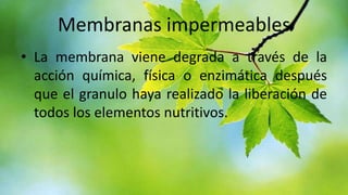 Membranas impermeables
• La membrana viene degrada a través de la
acción química, física o enzimática después
que el granulo haya realizado la liberación de
todos los elementos nutritivos.

 