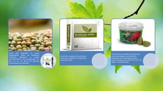 Ficote está disponible en cuatro
longevidades, todos sus equilibrios
contienen
Magnesio
y
cuatro
microelementos muy importantes, Fe,
Mn, Cu, Zn, en forma de gránulos
encapsulados parcialmente

Suministra un aporte de nutrientes
continuo y uniforme a lo largo de 8
meses de cultivo

El fertilizante está 100% recubierto de
resina que asegura una liberación
gradual de los nutrientes durante 6
meses compuesto por NPK 14-9-14 + 2%
MgO + microelementos

 