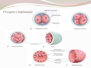 Clivagem e implantação

 