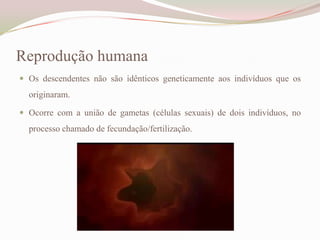 Reprodução humana
 Os descendentes não são idênticos geneticamente aos indivíduos que os

originaram.
 Ocorre com a união de gametas (células sexuais) de dois indivíduos, no

processo chamado de fecundação/fertilização.

 