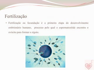 Fertilização
 Fertilização ou fecundação é a primeira etapa do desenvolvimento

embrionário humano,

processo pelo qual o espermatozóide encontra o

ovócito para formar o zigoto.

 
