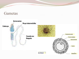 Gametas

 