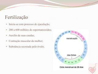 Fertilização
 Inicia-se com processo de ejaculação;
 200 a 600 milhões de espermatozoides;
 Auxílio de suas caudas;
 Contração muscular da mulher;
 Substância secretada pelo óvulo;

 