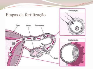 Etapas da fertilização

 