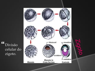 Divisão
celular do
zigoto.
 