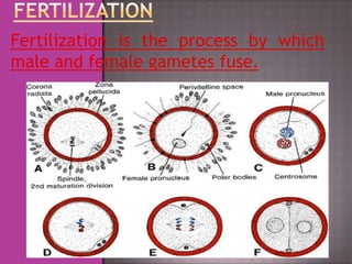 Fertilization is the process by which
male and female gametes fuse.
 