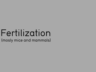 Fertilization
(mosly mice and mammals)
 