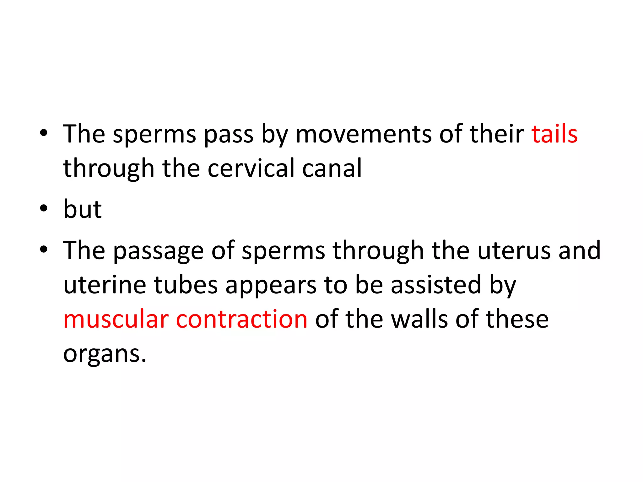 • The sperms pass by movements of their tails
through the cervical canal
• but
• The passage of sperms through the uterus and
uterine tubes appears to be assisted by
muscular contraction of the walls of these
organs.
 