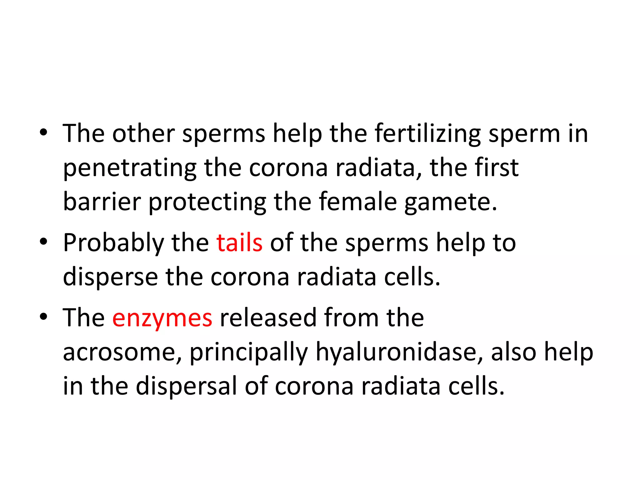 • The other sperms help the fertilizing sperm in
penetrating the corona radiata, the first
barrier protecting the female gamete.
• Probably the tails of the sperms help to
disperse the corona radiata cells.
• The enzymes released from the
acrosome, principally hyaluronidase, also help
in the dispersal of corona radiata cells.
 