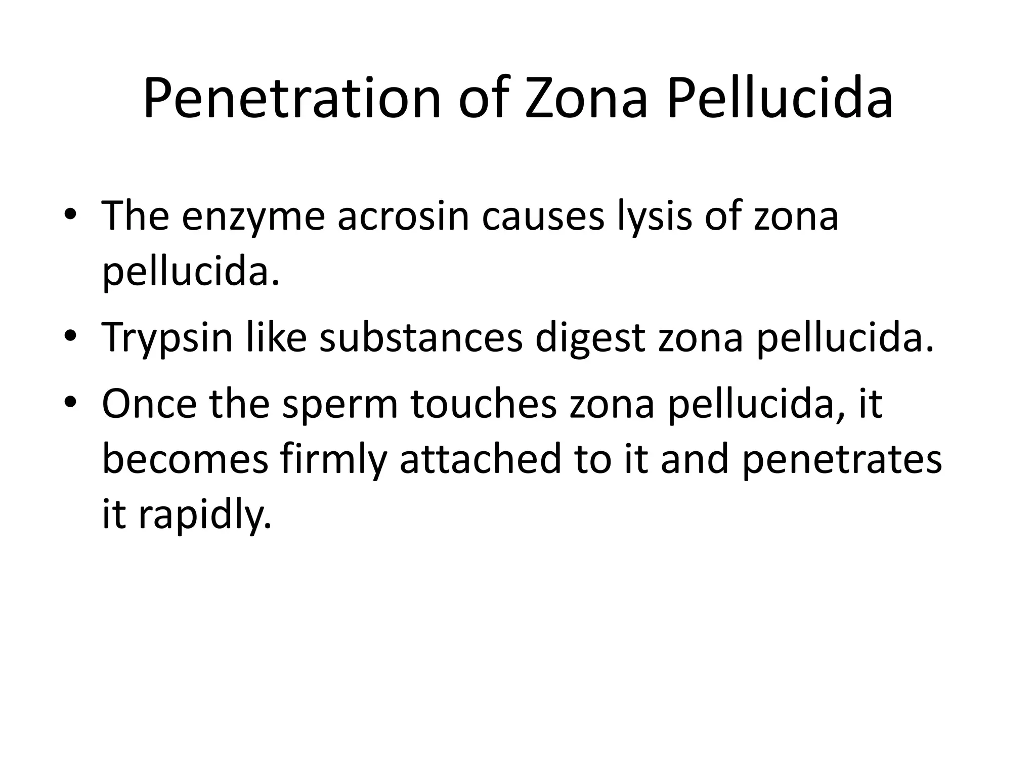 Penetration of Zona Pellucida
• The enzyme acrosin causes lysis of zona
pellucida.
• Trypsin like substances digest zona pellucida.
• Once the sperm touches zona pellucida, it
becomes firmly attached to it and penetrates
it rapidly.
 