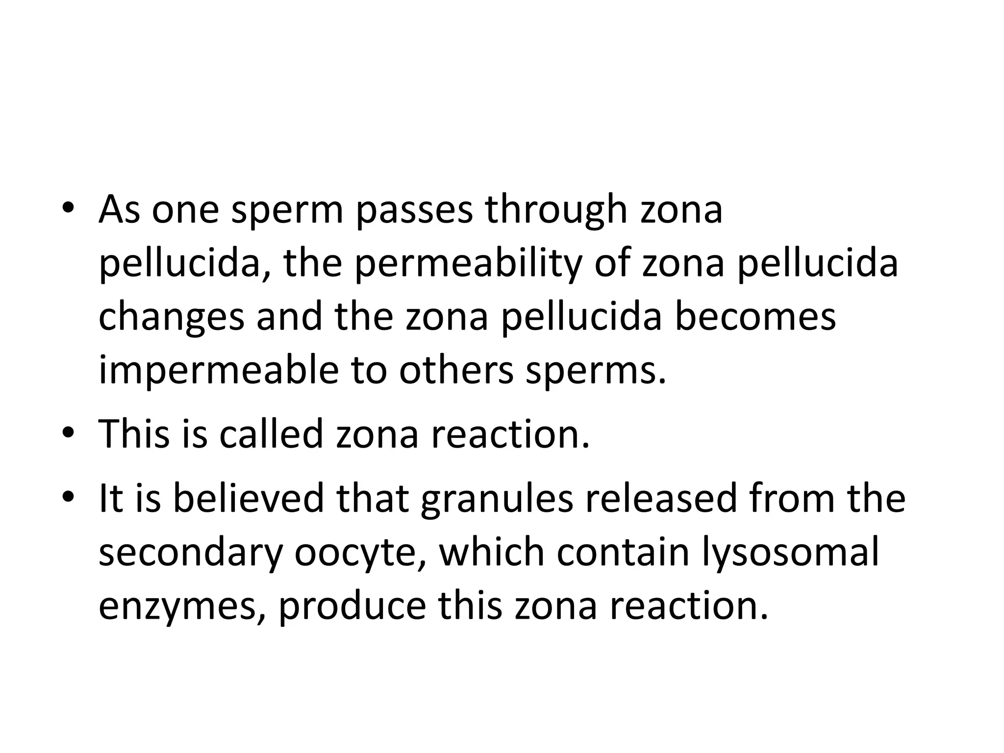 • As one sperm passes through zona
pellucida, the permeability of zona pellucida
changes and the zona pellucida becomes
impermeable to others sperms.
• This is called zona reaction.
• It is believed that granules released from the
secondary oocyte, which contain lysosomal
enzymes, produce this zona reaction.
 