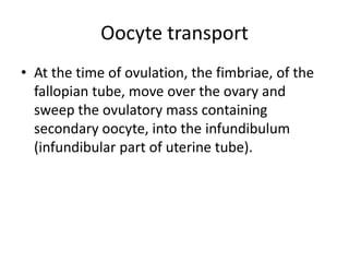 Oocyte transport
• At the time of ovulation, the fimbriae, of the
fallopian tube, move over the ovary and
sweep the ovulatory mass containing
secondary oocyte, into the infundibulum
(infundibular part of uterine tube).
 