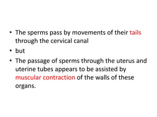 • The sperms pass by movements of their tails
through the cervical canal
• but
• The passage of sperms through the uterus and
uterine tubes appears to be assisted by
muscular contraction of the walls of these
organs.
 