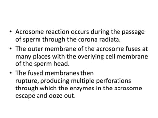 • Acrosome reaction occurs during the passage
of sperm through the corona radiata.
• The outer membrane of the acrosome fuses at
many places with the overlying cell membrane
of the sperm head.
• The fused membranes then
rupture, producing multiple perforations
through which the enzymes in the acrosome
escape and ooze out.
 