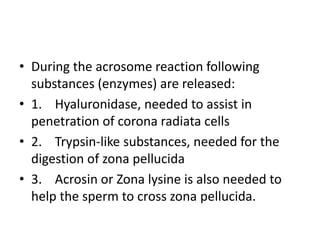 • During the acrosome reaction following
substances (enzymes) are released:
• 1. Hyaluronidase, needed to assist in
penetration of corona radiata cells
• 2. Trypsin-like substances, needed for the
digestion of zona pellucida
• 3. Acrosin or Zona lysine is also needed to
help the sperm to cross zona pellucida.
 
