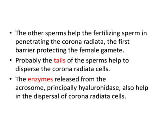 • The other sperms help the fertilizing sperm in
penetrating the corona radiata, the first
barrier protecting the female gamete.
• Probably the tails of the sperms help to
disperse the corona radiata cells.
• The enzymes released from the
acrosome, principally hyaluronidase, also help
in the dispersal of corona radiata cells.
 