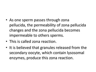 • As one sperm passes through zona
pellucida, the permeability of zona pellucida
changes and the zona pellucida becomes
impermeable to others sperms.
• This is called zona reaction.
• It is believed that granules released from the
secondary oocyte, which contain lysosomal
enzymes, produce this zona reaction.
 