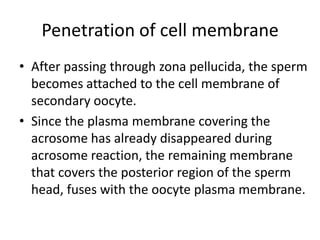 Penetration of cell membrane
• After passing through zona pellucida, the sperm
becomes attached to the cell membrane of
secondary oocyte.
• Since the plasma membrane covering the
acrosome has already disappeared during
acrosome reaction, the remaining membrane
that covers the posterior region of the sperm
head, fuses with the oocyte plasma membrane.
 