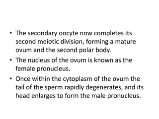 • The secondary oocyte now completes its
second meiotic division, forming a mature
ovum and the second polar body.
• The nucleus of the ovum is known as the
female pronucleus.
• Once within the cytoplasm of the ovum the
tail of the sperm rapidly degenerates, and its
head enlarges to form the male pronucleus.
 