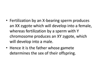 • Fertilization by an X-bearing sperm produces
an XX zygote which will develop into a female,
whereas fertilization by a sperm with Y
chromosome produces an XY zygote, which
will develop into a male.
• Hence it is the father whose gamete
determines the sex of their offspring.
 