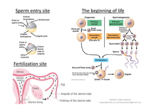 Sperm entry site The beginning of life
Fertilization site
2/17/2015 RANJEET SINGH MAHLA
ranjeet@iiserb.ac.in/mahlaranjeet@gmail.com
 