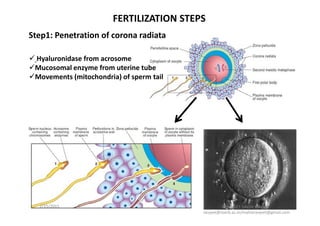FERTILIZATION STEPS
 Hyaluronidase from acrosome
Mucosomal enzyme from uterine tube
Movements (mitochondria) of sperm tail
Step1: Penetration of corona radiata
The protective walls of oocyte
2/17/2015
RANJEET SINGH MAHLA
ranjeet@iiserb.ac.in/mahlaranjeet@gmail.com
The Mahabharata Chakravyuh
 