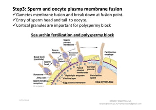 Step3: Sperm and oocyte plasma membrane fusion
Gametes membrane fusion and break down at fusion point.
Entry of sperm head and tail to oocyte.
Cortical granules are important for polyspermy block
Sperm is not selfish like bacteriophage
2/17/2015 RANJEET SINGH MAHLA
ranjeet@iiserb.ac.in/mahlaranjeet@gmail.com
Fertilization in sea urchin T4 phage entry
 