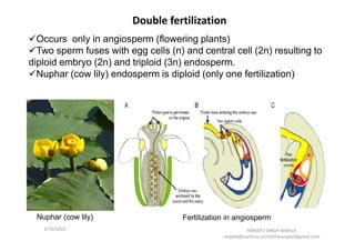 Double fertilization
Occurs only in angiosperm (flowering plants)
Two sperm fuses with egg cells (n) and central cell (2n) resulting to
diploid embryo (2n) and triploid (3n) endosperm.
Nuphar (cow lily) endosperm is diploid (only one fertilization)
2/17/2015 RANJEET SINGH MAHLA
ranjeet@iiserb.ac.in/mahlaranjeet@gmail.com
Nuphar (cow lily) Fertilization in angiosperm
 