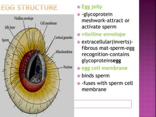  Egg jelly
 -glycoprotein
meshwork-attract or
activate sperm
 vitelline envelope
 extracellular(inverts)-
fibrous mat-sperm-egg
recognition-contains
glycoproteinsegg
 egg cell membrane
 binds sperm
 -fuses with sperm cell
membrane
 