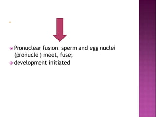  Pronuclear fusion: sperm and egg nuclei
(pronuclei) meet, fuse;
 development initiated
 