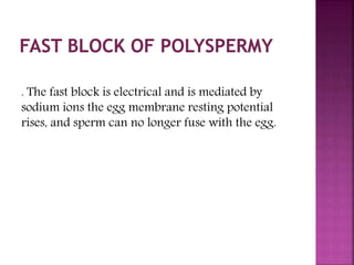 . The fast block is electrical and is mediated by
sodium ions the egg membrane resting potential
rises, and sperm can no longer fuse with the egg.
 