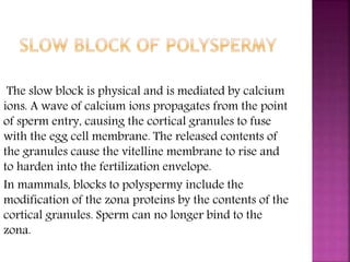 The slow block is physical and is mediated by calcium
ions. A wave of calcium ions propagates from the point
of sperm entry, causing the cortical granules to fuse
with the egg cell membrane. The released contents of
the granules cause the vitelline membrane to rise and
to harden into the fertilization envelope.
In mammals, blocks to polyspermy include the
modification of the zona proteins by the contents of the
cortical granules. Sperm can no longer bind to the
zona.
 