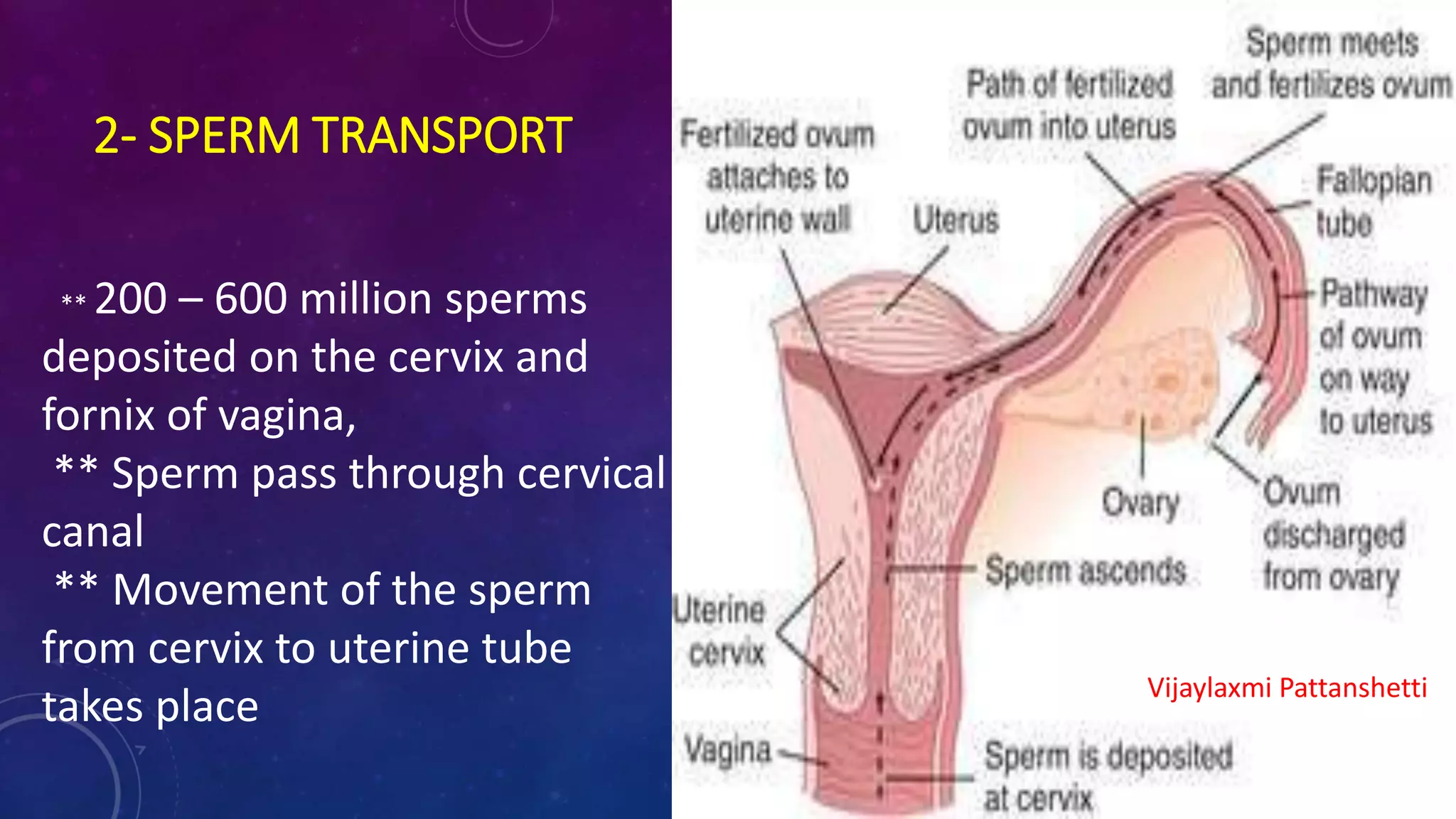 2- SPERM TRANSPORT
** 200 – 600 million sperms
deposited on the cervix and
fornix of vagina,
** Sperm pass through cervical
canal
** Movement of the sperm
from cervix to uterine tube
takes place Vijaylaxmi Pattanshetti
 