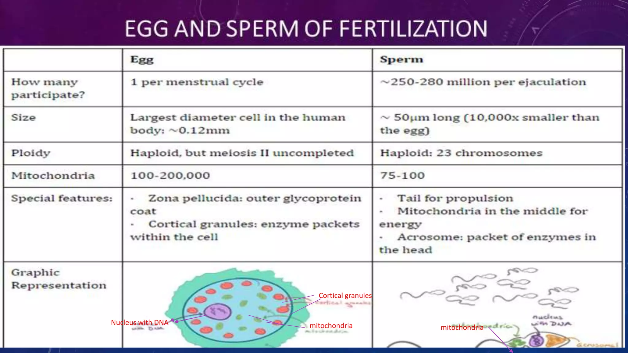Nucleus with DNA
Cortical granules
mitochondria mitochondria
 