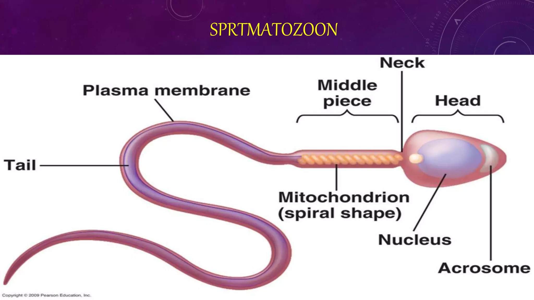 SPRTMATOZOON
 