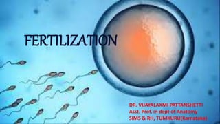 DR.
VIJAYALAXMI
PATTANSHETT
I
ASST. PROF IN
DEPT. OF
ANATOMY
SIMS & RH
TUMKUR(KAR
NATAKA).
FERTILIZATION
DR. VIJAYALAXMI PATTANSHETTI
Asst. Prof. in dept of Anatomy
SIMS & RH, TUMKURU(Karnataka)
 