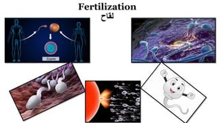 Fertilization
‫لقاح‬
 