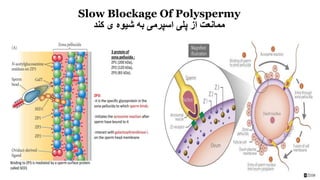 Slow Blockage Of Polyspermy
‫کند‬ ‫ی‬ ‫شیوه‬ ‫به‬ ‫اسپرمی‬ ‫پلی‬ ‫از‬ ‫ممانعت‬
 