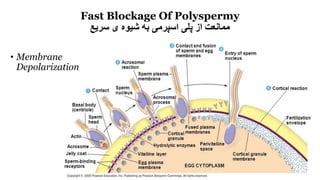 Fast Blockage Of Polyspermy
‫سریع‬ ‫ی‬ ‫شیوه‬ ‫به‬ ‫اسپرمی‬ ‫پلی‬ ‫از‬ ‫ممانعت‬
• Membrane
Depolarization
 